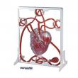 MINILAND Group - Set Inima si Sistemul Circulator